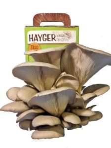 Wholesale organic: Oyster Mushroom Garden
