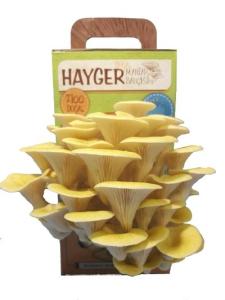 Wholesale natural oil: Yellow Oyster Mushroom