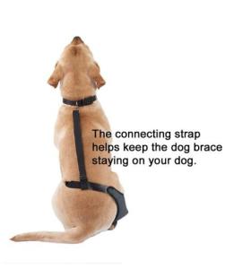 Wholesale skin tightening: Dog Knee Brace Right