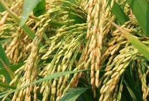 Wholesale paddy: Rice Seed Paddy -Three Lines- the Best Oval Shape Seed with High Yield