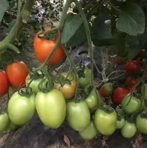 Wholesale firming: Indeterminate Hybrid Good Firm Oval Tomato Seeds