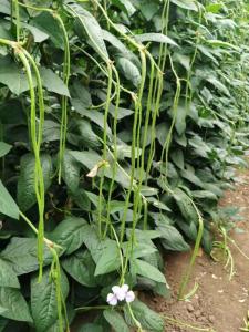 Wholesale green bean: Early Maturity Long Green Bean Seeds