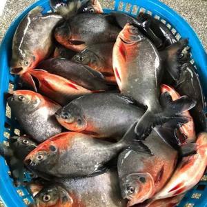 Wholesale frozen seafood: Seafood Wholesale Frozen Fish Red Pomfret