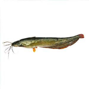 Wholesale catfish: Frozen Fresh Whole Round Catfish Fish