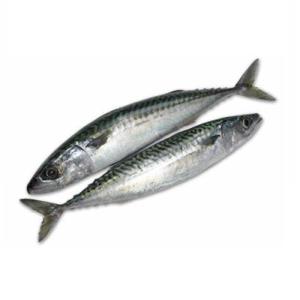Wholesale scomber japonicus fish: Premium Frozen Mackerel Fish Bulk Hot Sale Seafood Frozen Whole Round Pacific Fish Mackerel