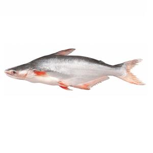Wholesale pangasius fish: Whole Frozen Pangasius for Export