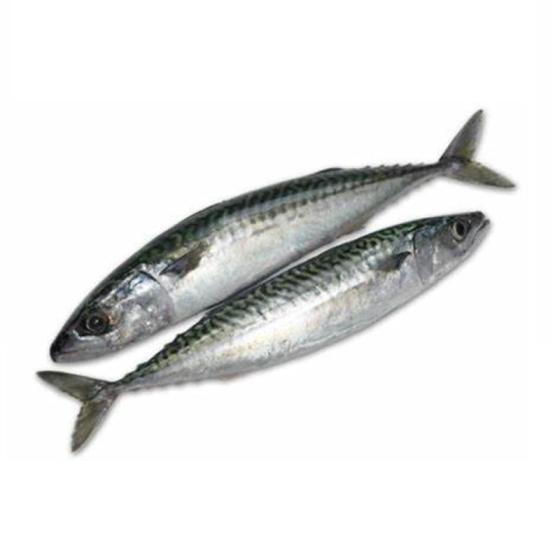 Premium Frozen Mackerel Fish Bulk Hot Sale Seafood Frozen Whole Round ...