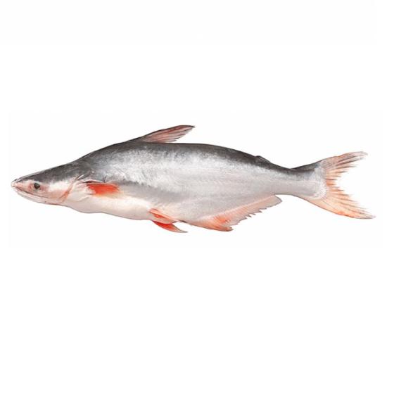 Whole Frozen Pangasius for Export(id:11642594). Buy China pangasius ...