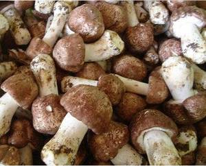 Wholesale dry mushroom: Agaricus Blazei Extract Polysaccharide 5%-50%