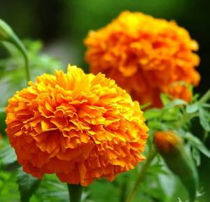 Wholesale Plant Extract: Marigold Extract Lutein 5%-20% HPLC/UV