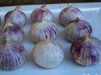 Sell purple solo garlic