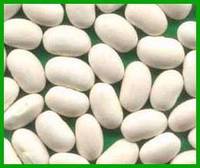 White Kidney Bean (Japanese Type)
