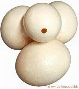 Wholesale i: Ostrich Eggs Shells - Plain White