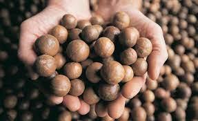 Wholesale Cashew Nuts: Macadamia Nuts for Sale