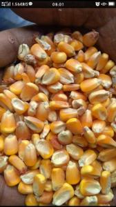 Wholesale pp bag: Yellow Corn for Sale