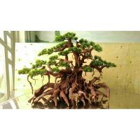 driftwood bonsai aquarium vietnam ec21