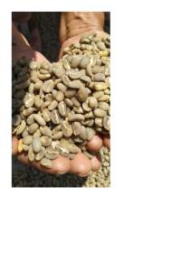 Wholesale Coffee Beans: Green Coffee Beans
