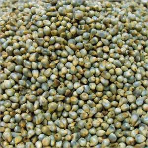 Wholesale pure: Pearl Millet (Bajra)