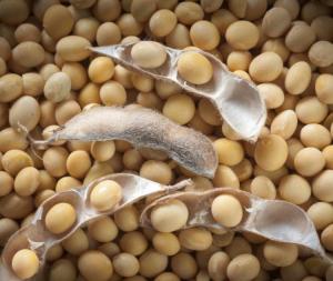 Wholesale Soybeans: Soybeans
