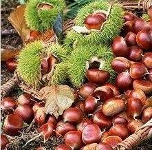 Wholesale peeled chestnut: Chestnut