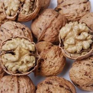 Wholesale in shell walnut: Walnut