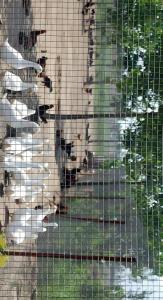 Wholesale custom farm fence: Poultry Netting