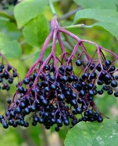Wholesale black: Black Elderberry Extract and Benefits,Side Effect COVID-19