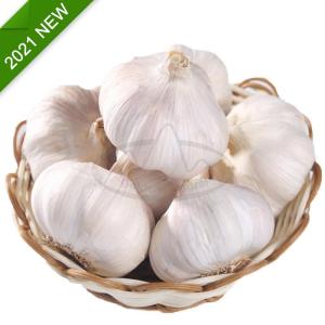 Wholesale mail bag: New Crop Normal White  Solo Fresh Garlic (Sally What 's App +86 15813816535 )