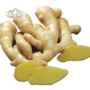Wholesale chinese fresh garlic: New Crop Chinese Fresh Ginger From Factory (Sally What 's App +86 15813816535 )