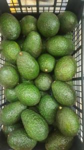 Wholesale c: Avocado