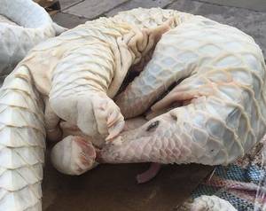 Wholesale body scale: Skinless Pangolin Bodies / Pangolin Scales for Sale