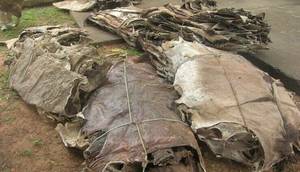 Wholesale sun dried salt: Sun Dry Salted Donkey Skin / Dried Salted Donkey Hides
