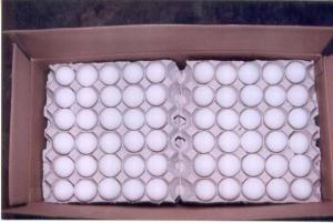 Wholesale Eggs: Buy Fresh White Eggs and Brown Chicken Eggs +90 5384 033836