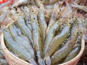 Wholesale iqf shrimp: High Quality Frozen IQF Vannamei Shrimp Export From Vietnam with Best Price(Thailien Company Ms Fion