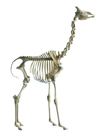 The Skeleton Speimen of Giraffe(id:4039605) Product details - View The ...