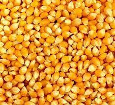 Wholesale document: Yellow Corn  Gmo # 2