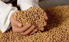 Wholesale mt760: Soybean No Gmo # 2  Usa