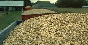 Wholesale groundnut: Pea Nuts