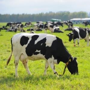 Wholesale trimmings: Pregnant Cow Holstein Livestock Cattle Heifers