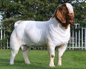 Wholesale tags: Best Live Boer Goats, Nubian Angora Goats, Sheep and Cows and Nubian Goats for Good