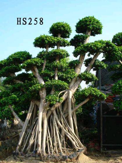 Ornamental Ficus Plants(id:2426138). Buy China Bonsai, plant ...