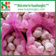 Sell New Crop Chinese Fresh Garlic with premium quality