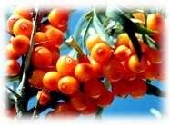 Wholesale Plant Extract: Seabuckthorn Seed Oil