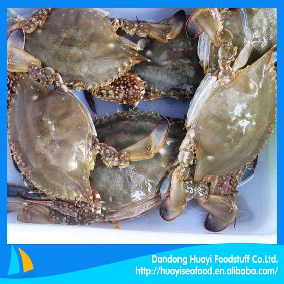 Featured image of post Easiest Way to Make Frozen Blue Swimming Crab