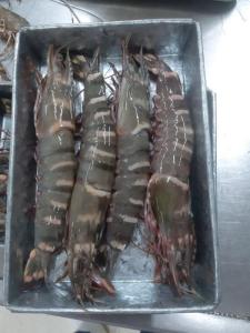 Wholesale black tiger shrimps: Frozen Shrimp Vanamei, Black Tiger, Fresh Water Scampi