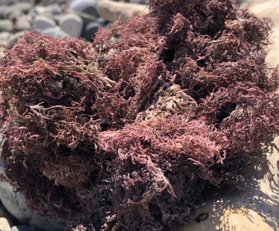 Sell Dried Sea Moss Purple - Larry Vo (Whatsapp/Line/Viber/Ka