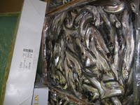 Small fish.