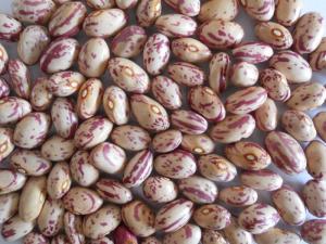 Wholesale Bean Products: We Sell Quality Sugar Bean and Soy Bean