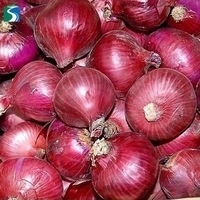 Wholesale fresh vegetable: Quality Fresh Red Onion and Galic for Sale