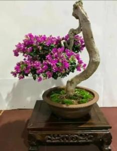 Wholesale garden ornaments: Wholesale Bougainvillea Bonsai